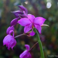 Spathoglottis plicata Blume